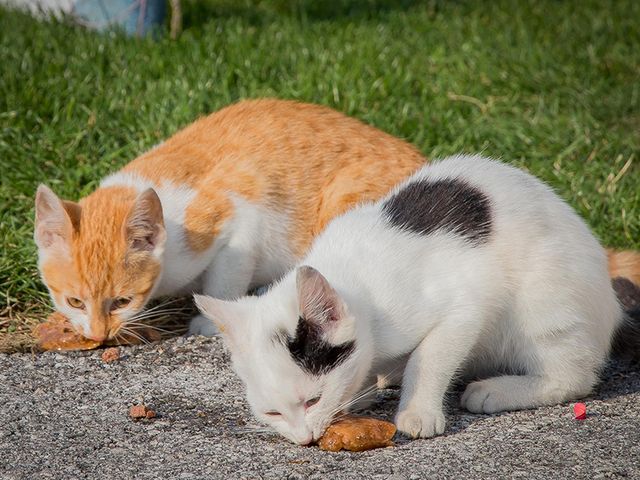Bauernhof Schaidreithof in Grossarltal